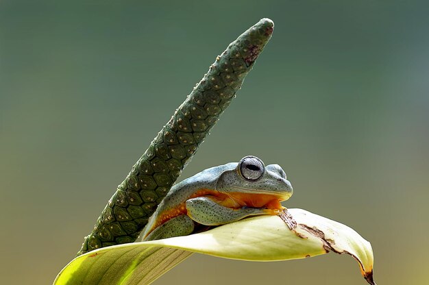 Dumpy Frog Na Liściu