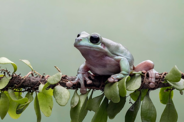 Dumpy żaba litoria caerulea na gałęzi, Dumpy żaba na gałęzi z izolowanym tłem