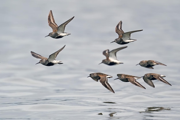 Dunlin Calidris alpina