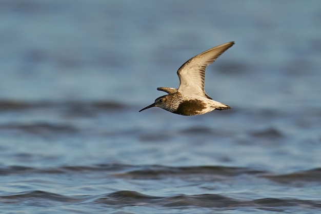 Dunlin Calidris alpina