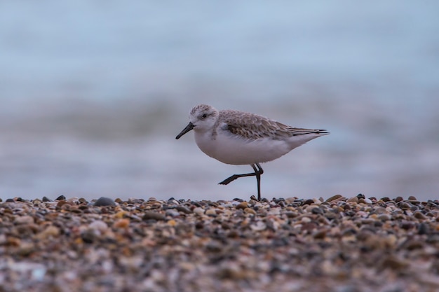 Dunlin Na Plaży Saler