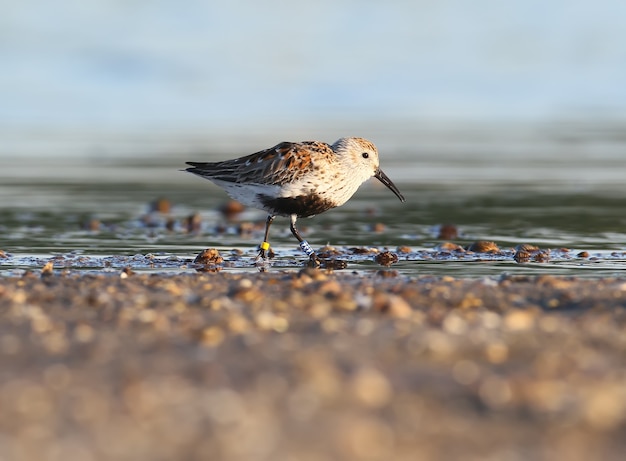 Dunlin z pierścieniami