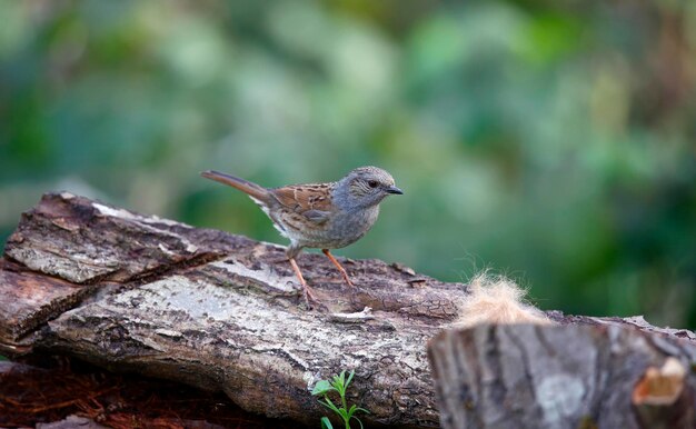 Dunnock poluje na owady w ogrodzie