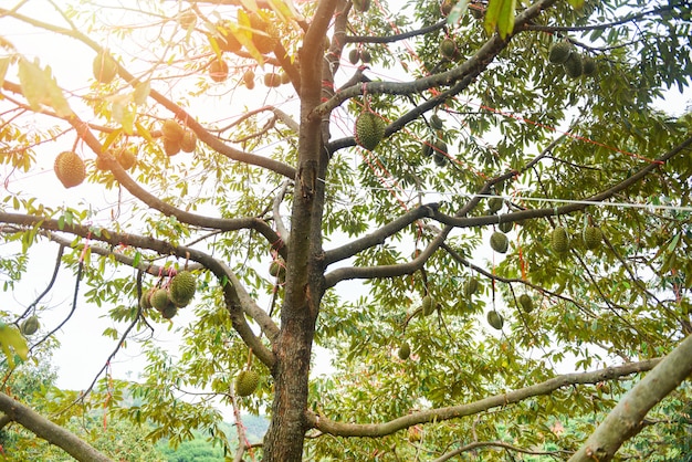 Durian drzewo z owocem durian wiszącym na gałęzi drzewa w ogrodzie sad tropikalny owoc lato czeka na farmę natura zbiorów na górze Durian w Tajlandii