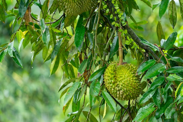 Durian Jest Gotowy Do Zbioru Produktów Z Drzewa, Czekając Na Kupców, Którzy Kupią I Wyeksportują Do Chin.