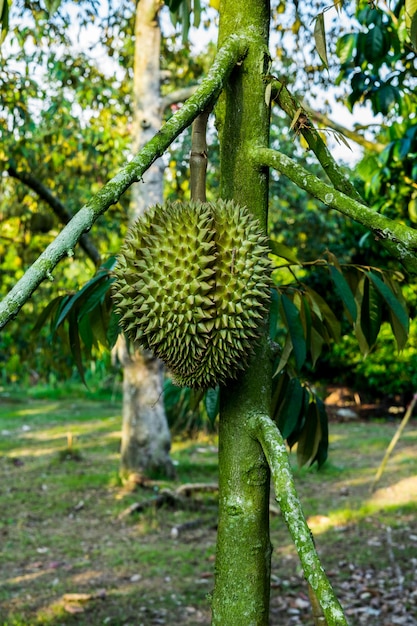 Durian na drzewie