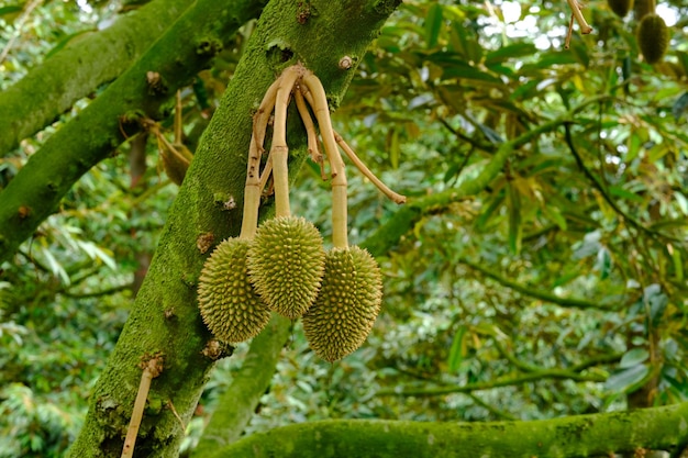 durian na drzewie