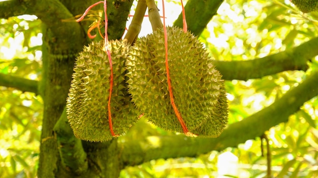 durian na rękę owoc w Tajlandii