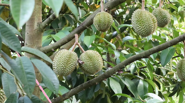 Zdjęcie durian owoc durian na owocach drzewa durian owoc tajlandii