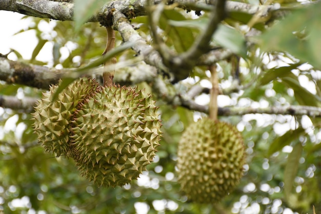 Zdjęcie durian owoc na drzewie w ogródzie