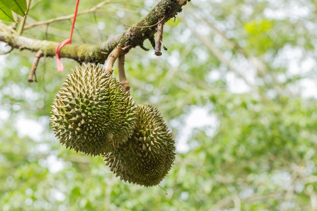 Durian owoc na drzewie