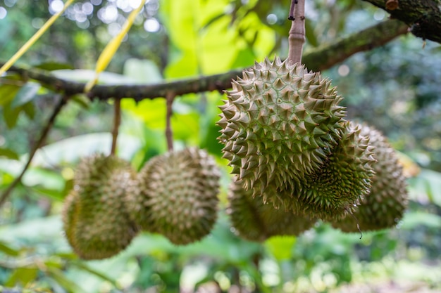 Durian owoce wiszące na gałęziach drzew durian