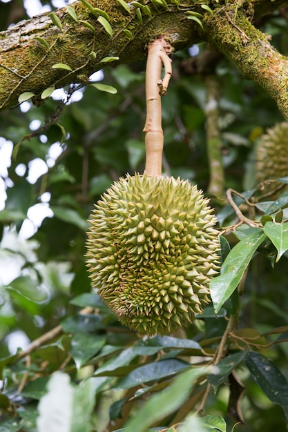 Durian