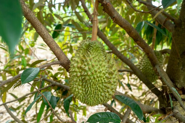 Zdjęcie durians na drzewie w gospodarstwie rolnym