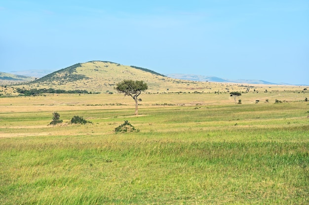 Duża Akacja Na Otwartych Równinach Sawanny Masai Mara