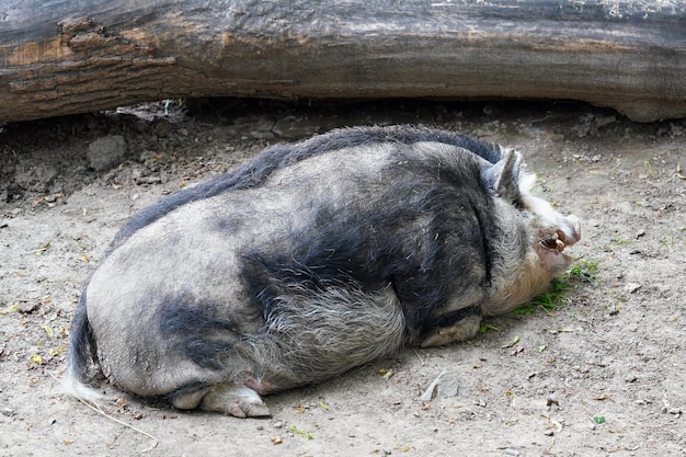 Duża brudna Mangalica również Mangalitsa lub Mangalitza - węgierska rasa świń domowych leżących na ziemi.