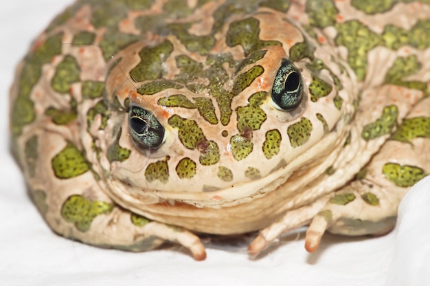 Zdjęcie duża brzydka żaba ropucha szara bufo