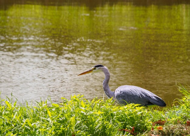 Duża czapla siwa Ardea cinerea ptak na brzegu kanału w zielonej trawie