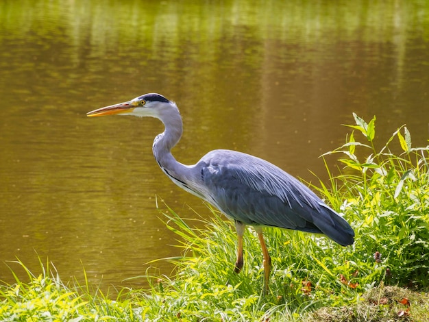 Duża czapla siwa Ardea cinerea ptak na brzegu kanału w zielonej trawie