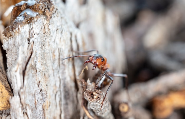 duża czerwona mrówka leśna w naturalnym środowisku