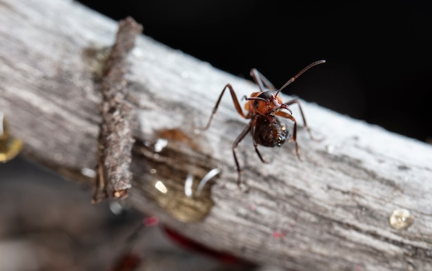 Duża Czerwona Mrówka Leśna W Naturalnym środowisku