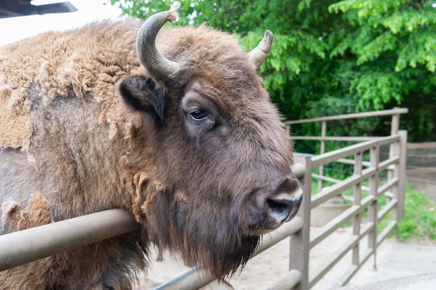 Duża głowa bawoła w zoo zoo na zewnątrz