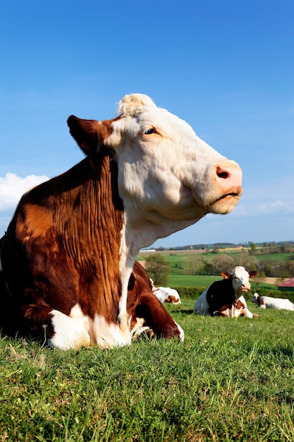 Zdjęcie duża głowa pięknej krowy w polu