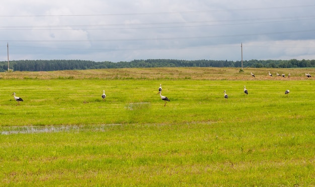 Duża grupa bocianów na polu gospodarstwa po koszeniu trawy, szukając widoku panoramy żywności, selektywna ostrość