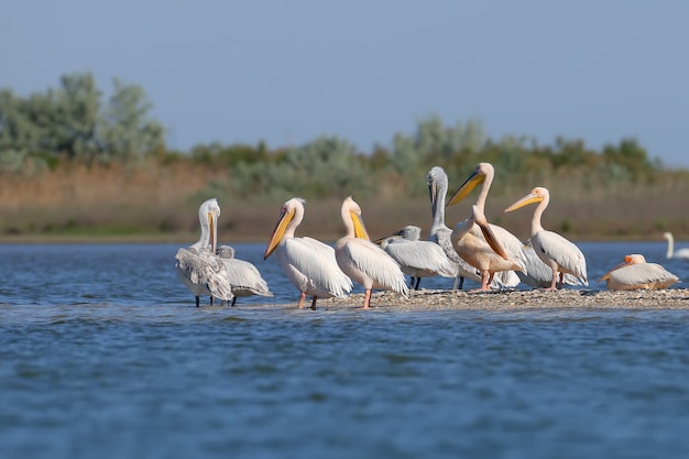Duża grupa pelikanów dalmatyńskich odpoczywa na piasku w delcie Dunaju, Vilkovo. Zwykle można tu zobaczyć tylko pojedyncze ptaki.