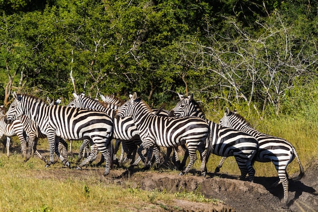 Duża Grupa Zebry W Afrykańskiej Sawannie. Tanzania