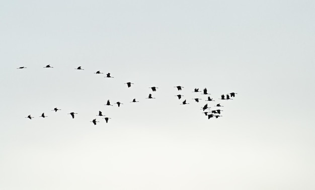 Duża grupa żurawi przelatujących nad białym niebem