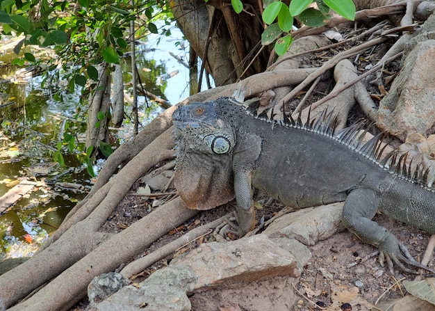 Duża Iguana Na Ziemi