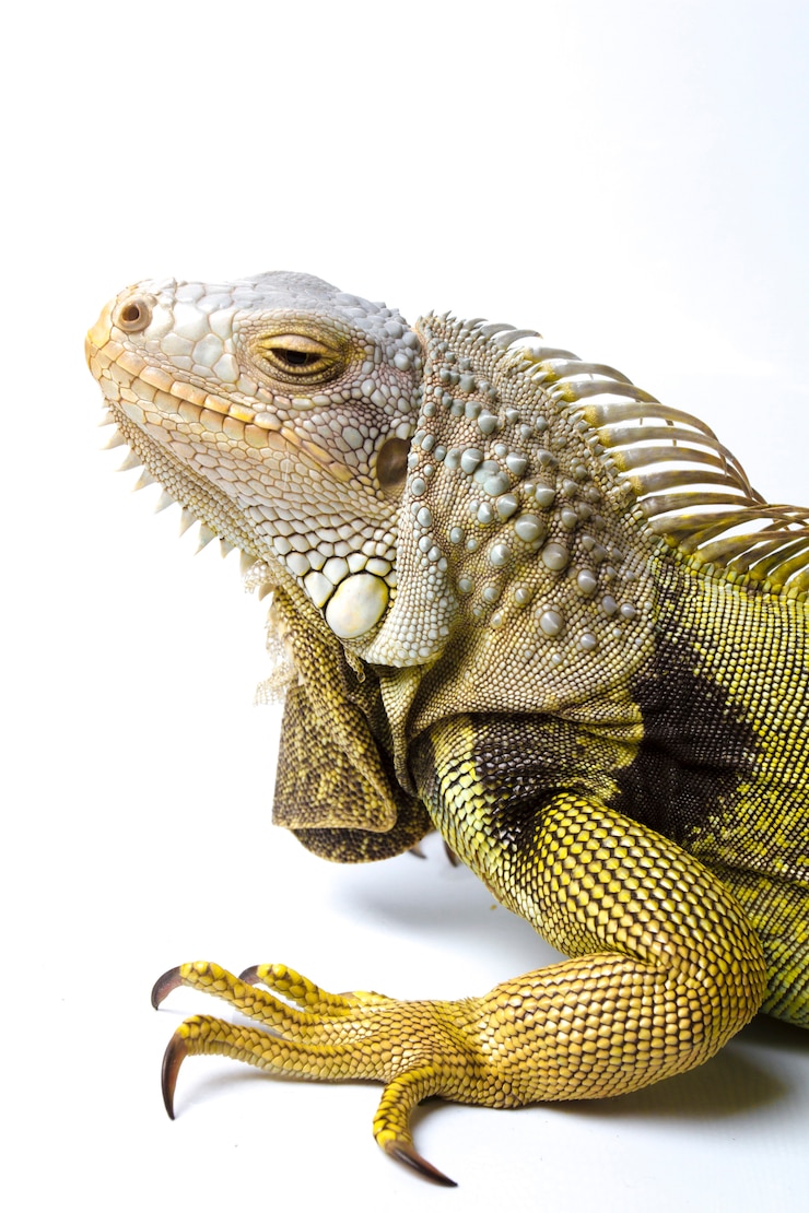 Zdjęcie duża iguana zielona na białym tle na białym tle