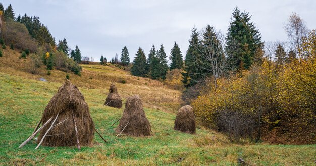 Duża ilość stogów z suchym sianem na zielonej łące z mokrą i świeżą trawą w pochmurną szarą pogodę