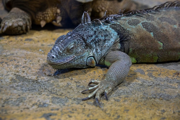Duża jaszczurka iguana w terrarium zoo