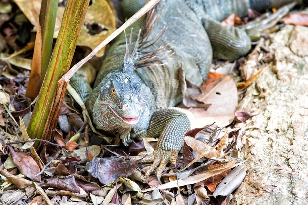 Duża jaszczurka w Roatan Honduras. Dzikie zwierzę w środowisku naturalnym. Zapisz koncepcję różnorodności biologicznej. Leniwa jaszczurka relaksujący słoneczny dzień. Oszałamiająca przyroda Hondurasu. Gad tropikalny. Jaszczurka iguana w dzikiej przyrodzie.