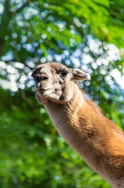 Duża lama w zoo Selektywne skupienie