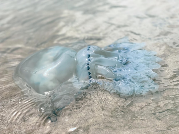 Duża meduza pływa nad brzegiem morza w słoneczny, pogodny dzień Fotografia zbliżenie meduzyxA