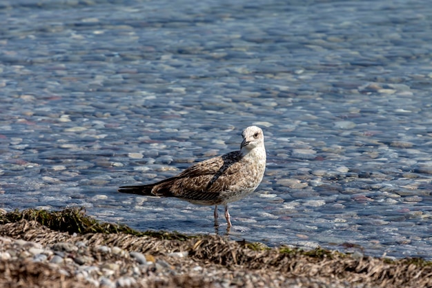 Duża mewa Larus marinus zbliżenie nad morzem