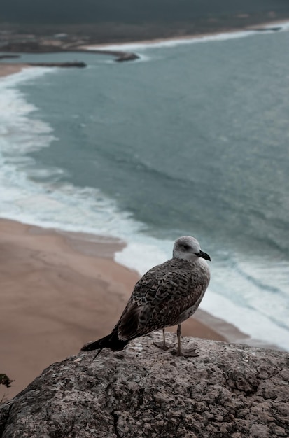 duża mewa na kamieniu na tle Oceanu Atlantyckiego