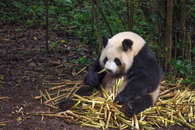 duża panda