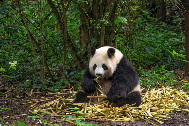 duża panda