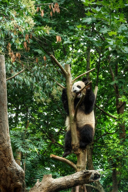 duża panda