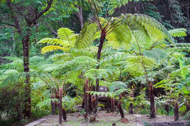 Duża paproć drzewo w lasach tropikalnych w Siriphum Wodospad w Doi Inthanon National Park, Chiang Mai, Tajlandia.