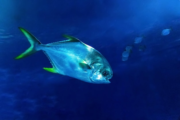 Duża piękna ryba pływa w akwarium z roślinami Zbliżenie Zdjęcie wysokiej jakości
