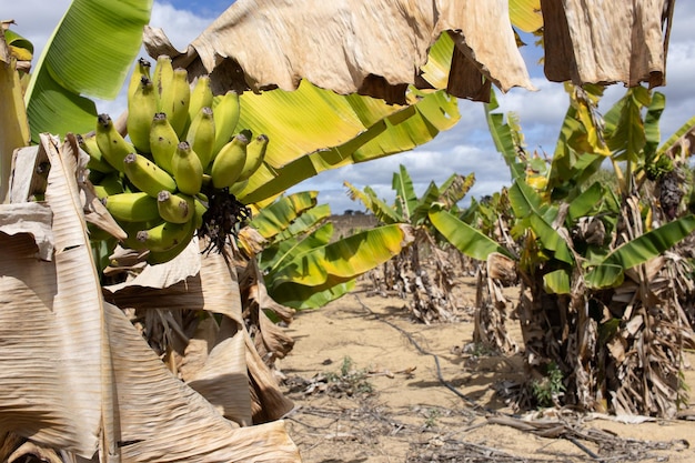 Duża plantacja bananów z systemem nawadniania i wiązką bananów