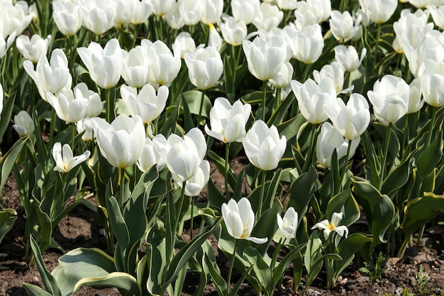 Duża Plantacja Kwitnących Białych Tulipanów Rosnących W Ziemi