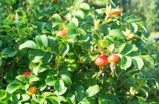 Duża pomarańczowa rakówka na zielonym krzaku