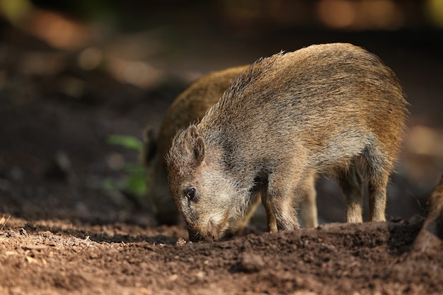 Duża rodzina dzików w naturalnym środowisku w Czechach