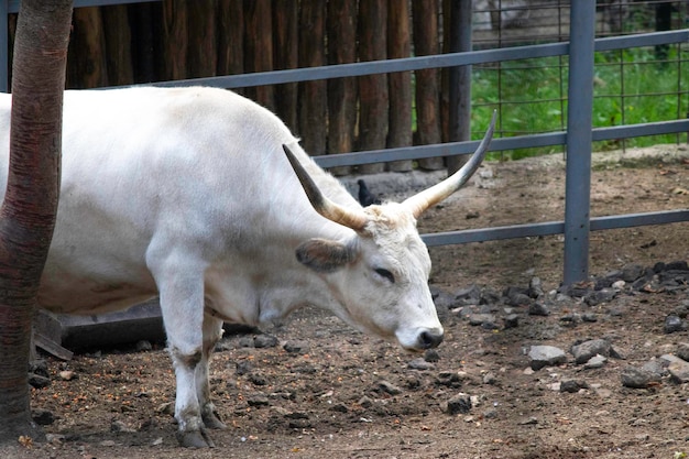 duża rogata biała bestia leży w wolierze w zoo
